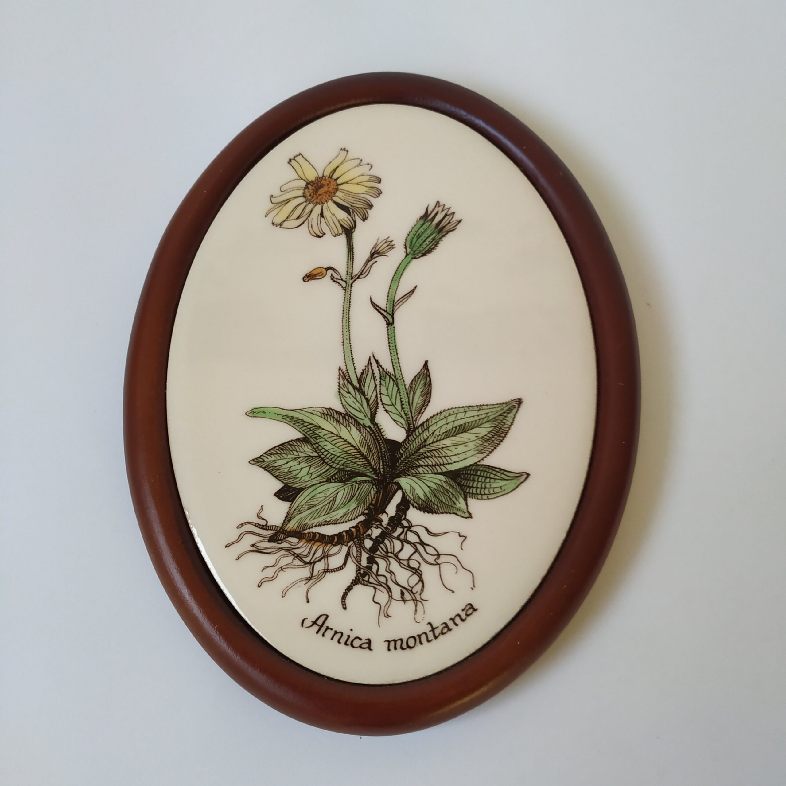 Wandtegel bloem-plant Arnica montana – kunststof bruine lijst (houtlook) – 17,5x13x1,5 cm (1)