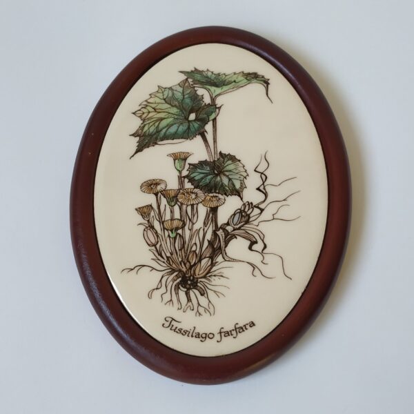 Vintage ovale wandtegel bloem / plant Fussilago farfara